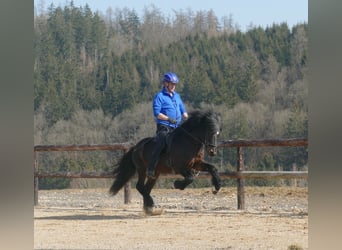 Caballos islandeses, Semental, 20 años, 145 cm, Castaño