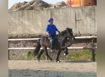 Caballos islandeses, Semental, 20 años, 145 cm, Castaño
