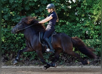 Caballos islandeses, Semental, 8 años, 142 cm, Negro