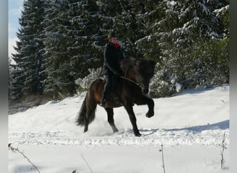 Caballos islandeses, Semental, 6 años, 147 cm, Negro