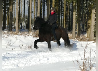 Caballos islandeses, Semental, 6 años, 147 cm, Negro