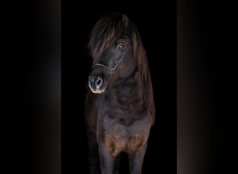 Caballos islandeses, Semental, 6 años, 147 cm, Negro