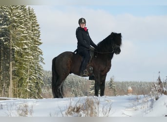 Caballos islandeses, Semental, 6 años, 147 cm, Negro