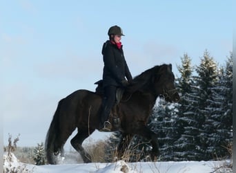 Caballos islandeses, Semental, 6 años, 147 cm, Negro