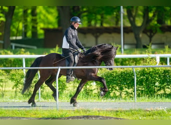 Caballos islandeses, Semental, 8 años, 150 cm, Negro