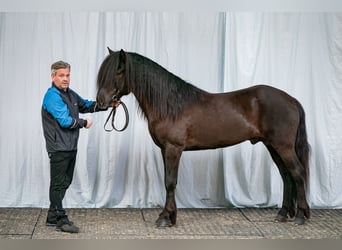 Caballos islandeses, Semental, 8 años, 150 cm, Negro