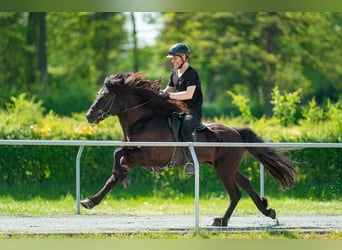 Caballos islandeses, Semental, 8 años, 150 cm, Negro