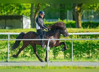 Caballos islandeses, Semental, 8 años, 150 cm, Negro