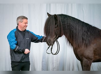 Caballos islandeses, Semental, 8 años, 150 cm, Negro