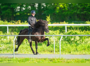 Caballos islandeses, Semental, 8 años, 150 cm, Negro