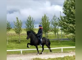 Caballos islandeses, Semental, 13 años, 151 cm, Negro