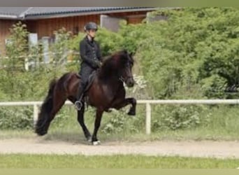 Caballos islandeses, Semental, 13 años, 151 cm, Negro