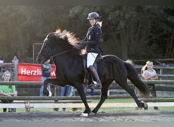 Caballos islandeses, Semental, 23 años, 147 cm, Negro