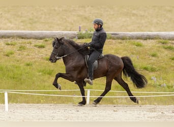 Caballos islandeses, Semental, 7 años, 143 cm, Negro