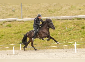 Caballos islandeses, Semental, 7 años, 143 cm, Negro