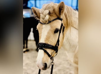 Caballos islandeses, Semental, 8 años, 142 cm, Palomino