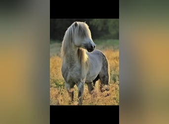 Caballos islandeses, Semental, 15 años, 141 cm, Pío