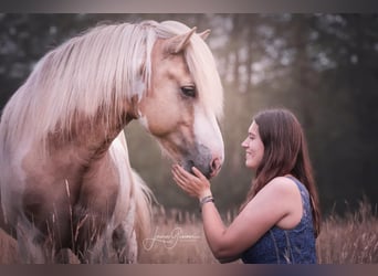 Caballos islandeses, Semental, 4 años, 152 cm, Pío