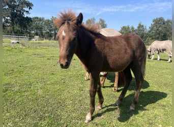 Caballos islandeses, Semental, Potro (04/2024), 138 cm, Alazán-tostado