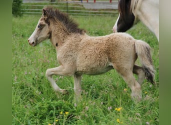 Caballos islandeses, Semental, , 140 cm, Buckskin/Bayo
