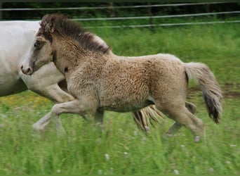 Caballos islandeses, Semental, , 140 cm, Buckskin/Bayo