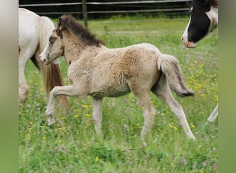Caballos islandeses, Semental, , 140 cm, Buckskin/Bayo