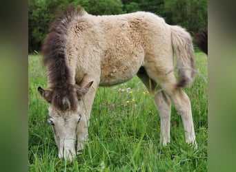 Caballos islandeses, Semental, , 140 cm, Buckskin/Bayo