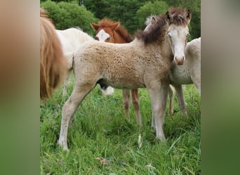 Caballos islandeses, Semental, , 140 cm, Buckskin/Bayo