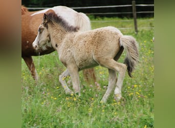 Caballos islandeses, Semental, , 140 cm, Buckskin/Bayo