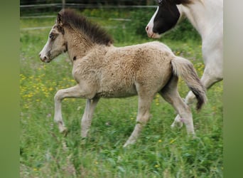 Caballos islandeses, Semental, , 140 cm, Buckskin/Bayo