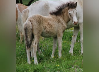 Caballos islandeses, Semental, , 140 cm, Buckskin/Bayo