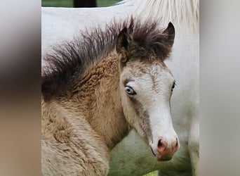 Caballos islandeses, Semental, , 140 cm, Buckskin/Bayo