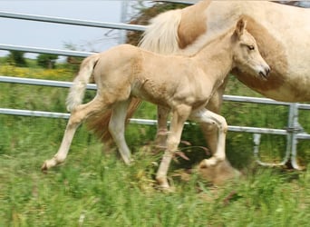 Caballos islandeses, Semental, Potro (04/2026), 140 cm, Palomino