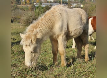 Caballos islandeses, Semental, Potro (05/2024), 140 cm, Perlino