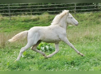 Caballos islandeses, Semental, Potro (05/2024), 140 cm, Perlino