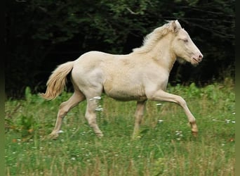 Caballos islandeses, Semental, Potro (05/2024), 140 cm, Perlino