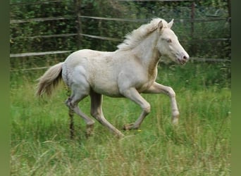 Caballos islandeses, Semental, Potro (05/2024), 140 cm, Perlino