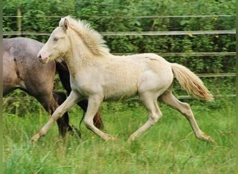 Caballos islandeses, Semental, Potro (05/2024), 140 cm, Perlino