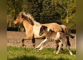 Caballos islandeses, Semental, , 140 cm, Pío