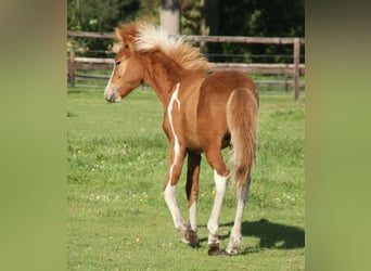 Caballos islandeses, Semental, Potro (03/2024), 140 cm, Pío