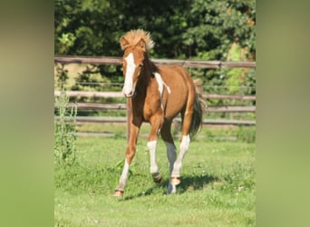 Caballos islandeses, Semental, Potro (03/2024), 140 cm, Pío