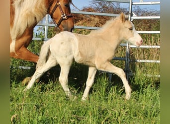 Caballos islandeses, Semental, Potro (05/2026), 140 cm, White/Blanco