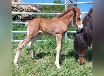Caballos islandeses, Semental, , 141 cm, Castaño
