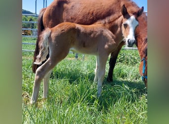 Caballos islandeses, Semental, , 141 cm, Castaño