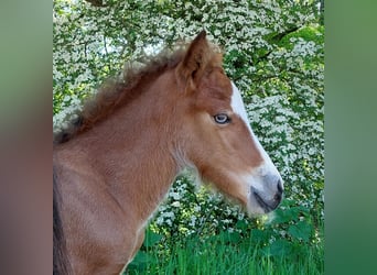 Caballos islandeses, Semental, , 141 cm, Castaño