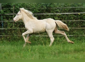 Caballos islandeses, Semental, Potro (05/2024), 142 cm, Perlino