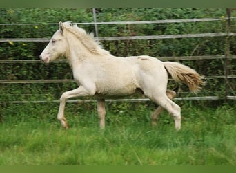 Caballos islandeses, Semental, Potro (05/2024), 142 cm, Perlino