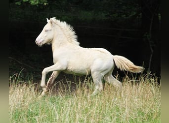 Caballos islandeses, Semental, Potro (05/2024), 142 cm, Perlino