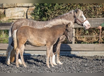 Caballos islandeses, Semental, Potro (01/2026), 143 cm