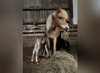 Caballos islandeses, Semental, Potro (05/2024), 144 cm, Perla